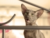 katzen3