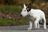 Miniatur Bullterrier Paco