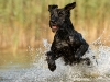 Riesenschnauzer Rocky