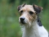 Jack Russell Terrier Maja