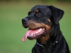 Rottweiler Wilma