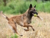 Malinois Dick