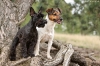 Zwerschnauzer Lucy und Jack Russell Terrier Ella