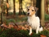 Jack Russell Terrier Maja