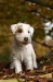 Parson Russell Terrier Charly