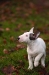 Miniatur Bullterrier Paco