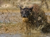 Malinois Coca