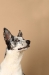 Punktehund