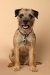 border_terrier_1_kl