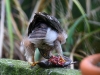 Sperber bei uns im Garten