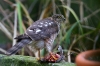 Sperber bei uns im Garten