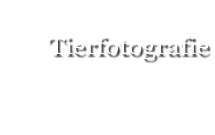 Tierfotografie Schürmann